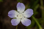 Largeflower baby blue eyes